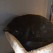 Dwayne is registered to the contest to win money with this photo: black_cat, cat, pet, animal, feline, sleeping, curled_up, cat_perch, indoor, cozy, resting, fur, whiskers, eye, quiet, soft_texture, home, relaxed, nap, cute