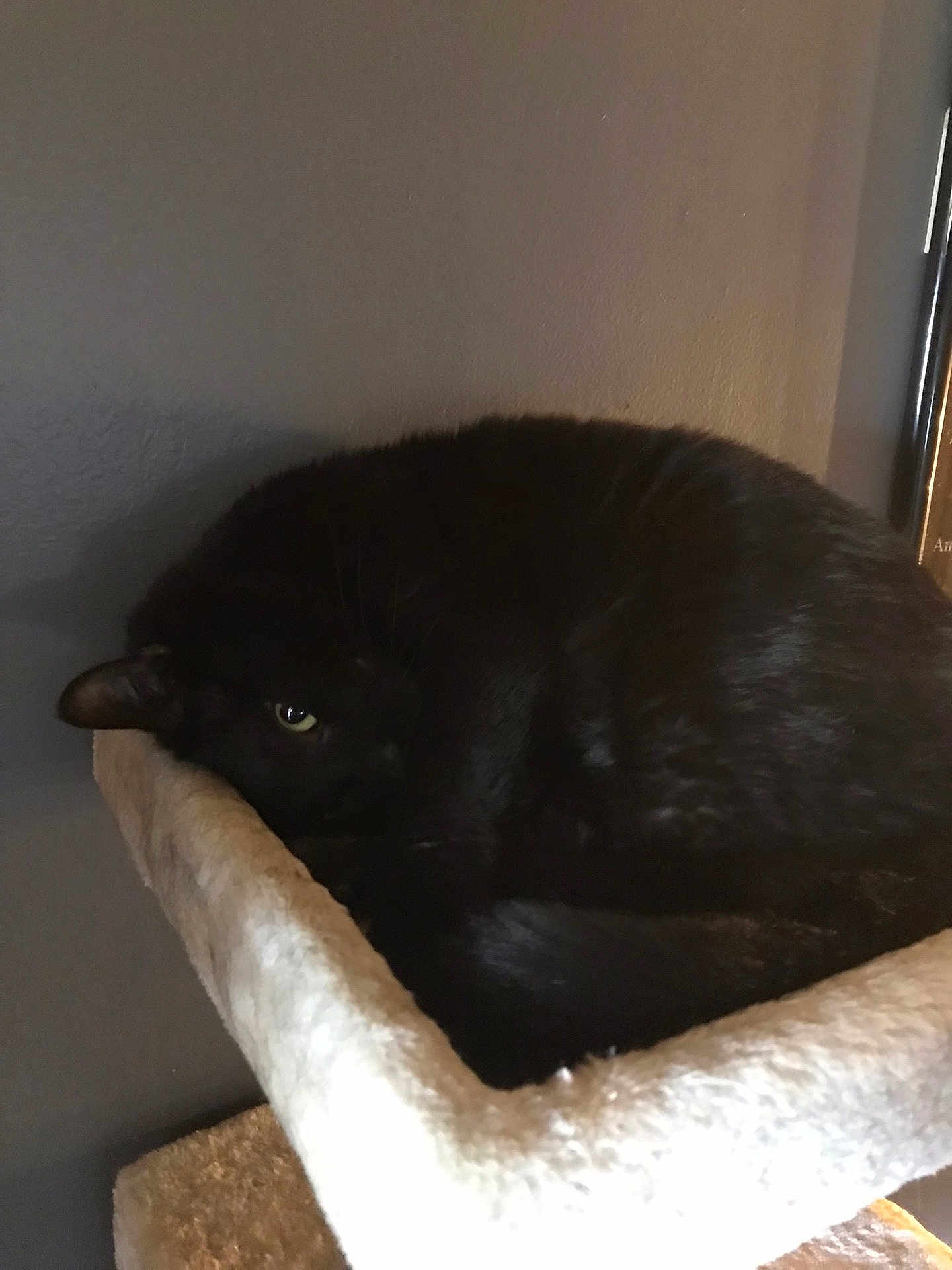 Dwayne is registered to the contest to win money with this photo: black_cat, cat, pet, animal, feline, sleeping, curled_up, cat_perch, indoor, cozy, resting, fur, whiskers, eye, quiet, soft_texture, home, relaxed, nap, cute