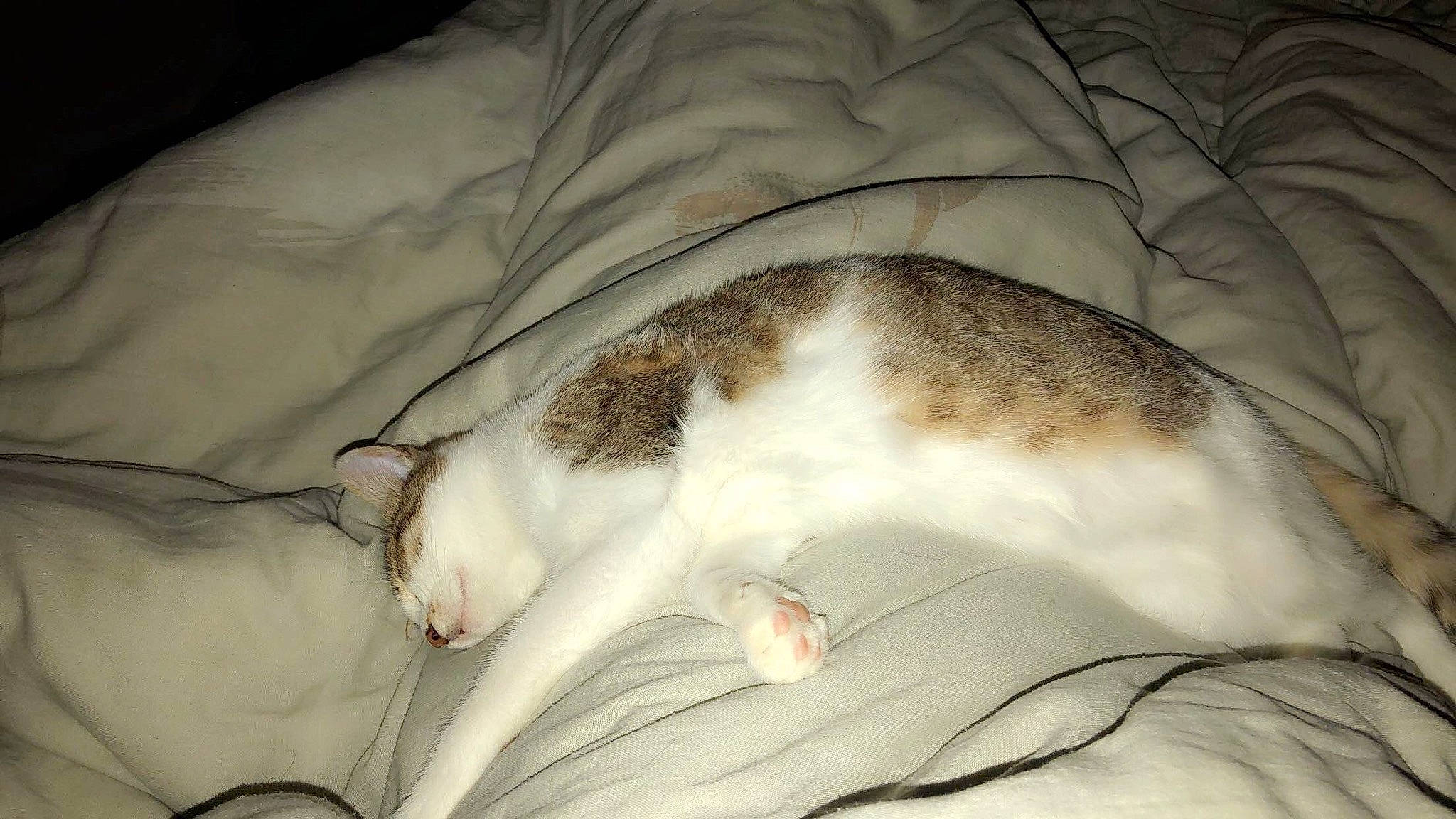 Locky a rejoint le concours — aidez-le/la à gagner de superbes lots ! carnivore, cat, felidae, fur, nap, singapura, sleep, small_to_medium_sized_cats, tail, whiskers