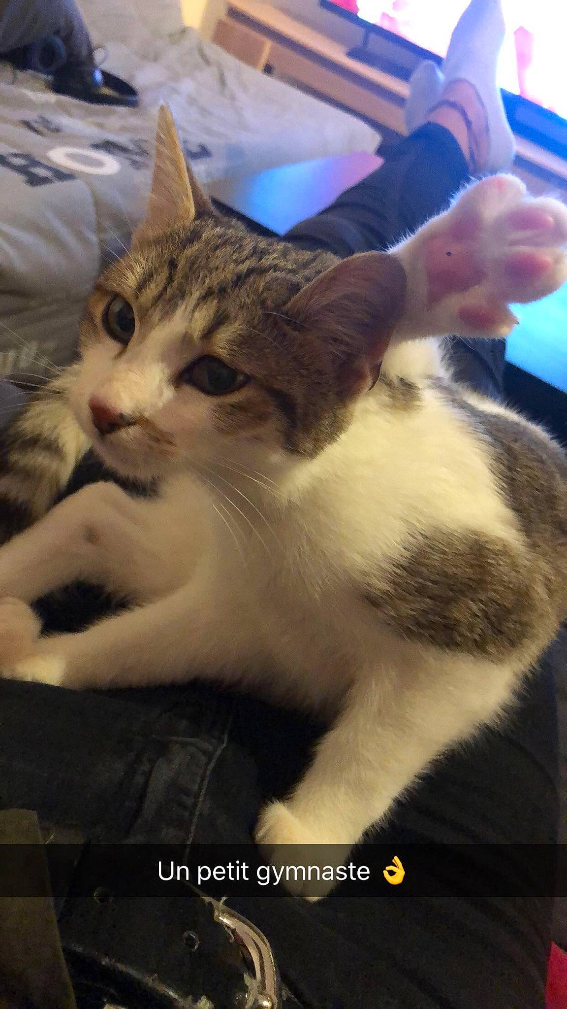 Locky participe au concours pour gagner de l'argent avec cette photo : aegean_cat, american_wirehair, asian, carnivore, cat, domestic_short_haired_cat, european_shorthair, felidae, kitten, mammal, photo_caption, polydactyl_cat, small_to_medium_sized_cats, snout, whiskers