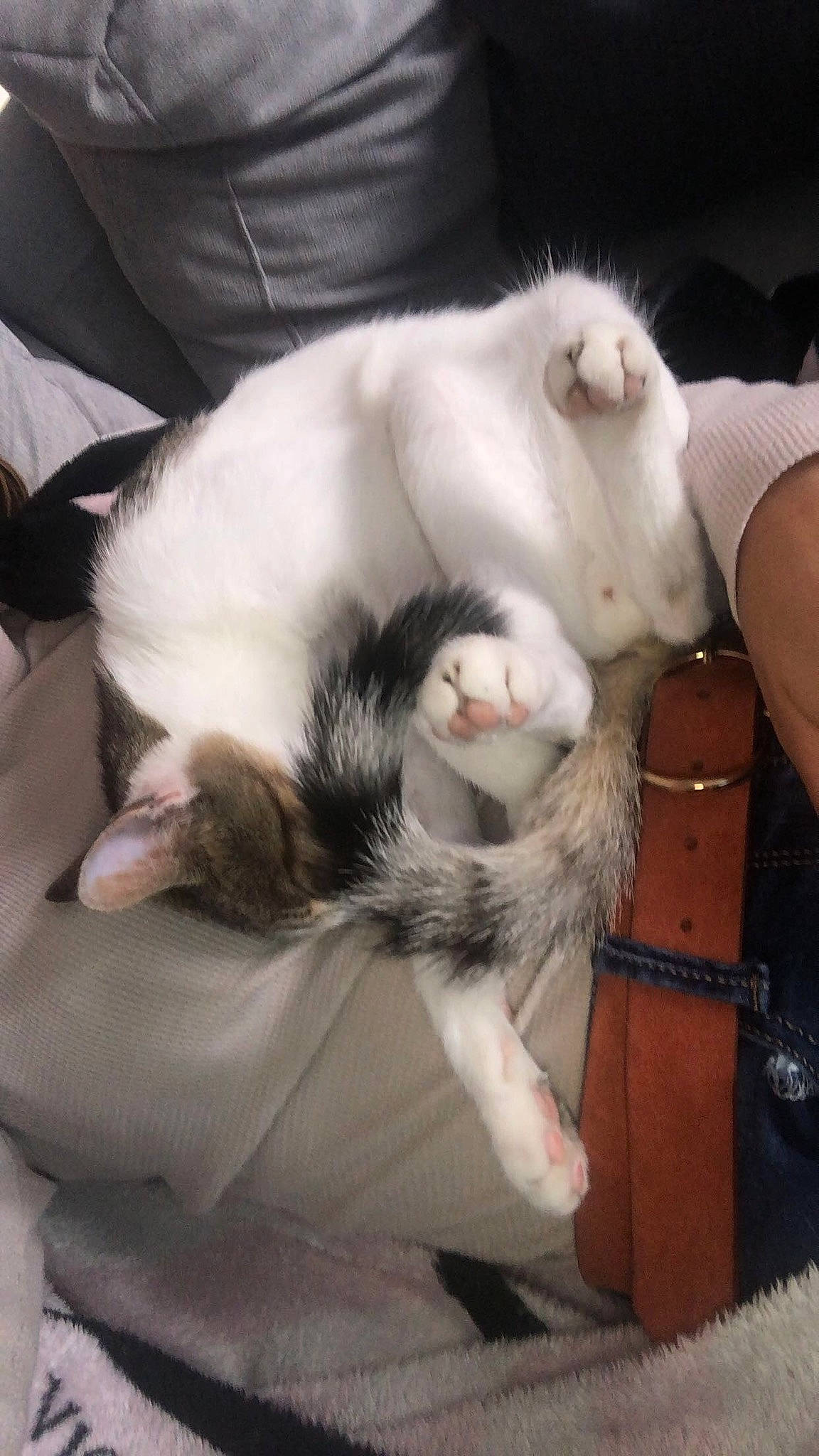 Locky participe au concours pour gagner de l'argent avec cette photo : canidae, carnivore, cat, ear, felidae, fur, small_to_medium_sized_cats, tail, turkish_angora, turkish_van, whiskers