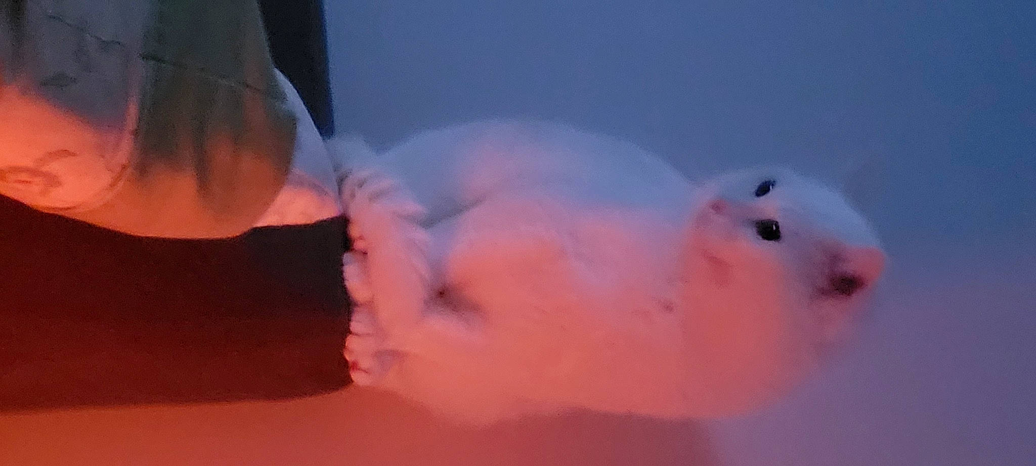 Meowmeow is registered to the contest to win money with this photo: abdomen, art, chest, event, flesh, freezing, fur, gesture, head, heat, nose, sky, smoke, snout, snow, thumb, trunk, whiskers, winter, wrist