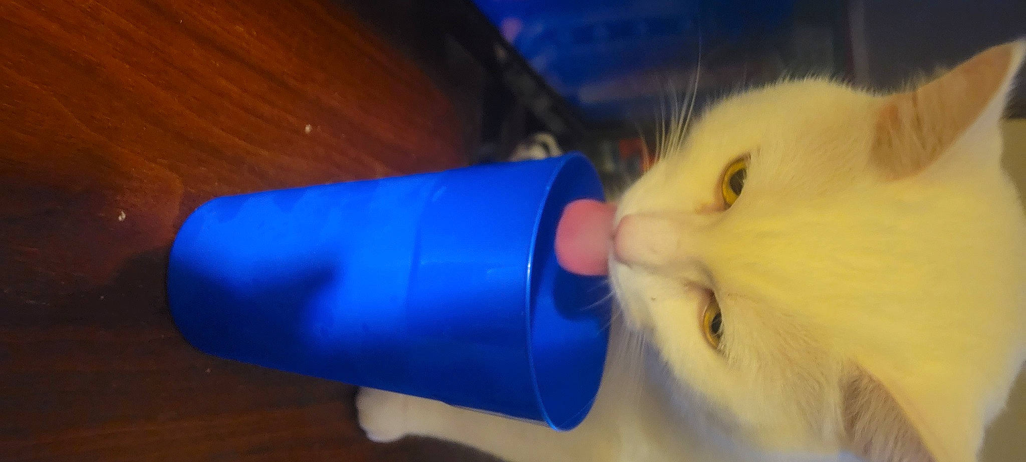 Meowmeow is registered to the contest to win money with this photo: cat, cylinder, drinkware, electric_blue, felidae, fur, hand, household_supply, nail, paper_towel, plastic, plastic_bottle, small_to_medium_sized_cats, water_bottle, whiskers