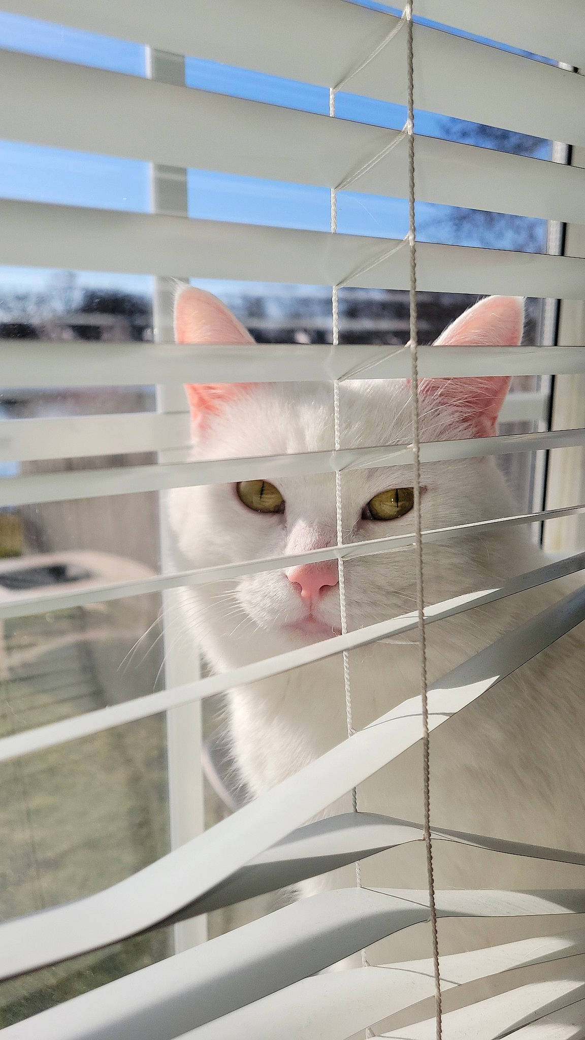 Meowmeow is registered to the contest to win money with this photo: animal_shelter, carnivore, cat, domestic_short_haired_cat, felidae, fur, glass, mammal, metal, pet_supply, room, small_to_medium_sized_cats, snout, vertebrate, whiskers
