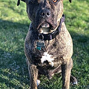 Deisel joined the competition — help win amazing prizes! animal, brindle, canine, collar, dog, ears, eyes, field, fur, grass, muzzle, nature, outdoor, paw, pet, portrait, shadow, sitting, sunlight, tag