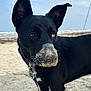 Kimber Cow joined the competition — help win amazing prizes! dog, black_dog, heterochromia, beach, sand, sandy_nose, collar, outdoor, sea, sky, pet, animal, canine, portrait, closeup, nature, daytime, playful, ears_up, leash