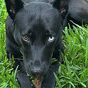 Kimber Cow joined the competition — help win amazing prizes! dog, black_dog, heterochromia, blue_eye, brown_eye, grass, outdoor, paw, stick, animal, pet, nature, close_up, lying_down, snout, ears, white_paw, rock, fur, canine
