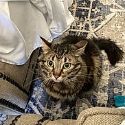 Bella Boo joined the competition — help win amazing prizes! cat, tabby, green_eyes, indoor, rug, furniture, blanket, whiskers, tail, curious, pet, domestic_animal, cozy, home, sitting, looking_up, ears, fur, collar, living_room