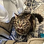 cat, tabby, green_eyes, indoor, rug, furniture, blanket, whiskers, tail, curious, pet, domestic_animal, cozy, home, sitting, looking_up, ears, fur, collar, living_room