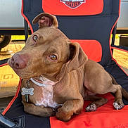 Copper Penny joined the competition — help win amazing prizes! dog, brown_dog, pet, animal, canine, chair, harley_davidson, outdoor, sunlight, relaxed, cute, ears, eyes, collar, tag, paw, fur, nose, portrait, resting