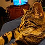 cat, tabby, close_up, indoor, pet, feline, fur, whiskers, ear, nose, relaxed, home, blanket, blue, wooden_furniture, television, blurred_background, cozy, animal, domestic