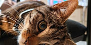 Apollon participe au concours pour gagner de l'argent avec cette photo : cat, tabby, animal, pet, indoor, chair, whiskers, closeup, fur, ears, eyes, curious, domestic, feline, relaxed, young_cat, portrait, looking, household, mammal