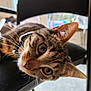 Apollon participe au concours pour gagner de l'argent avec cette photo : cat, tabby, animal, pet, indoor, chair, whiskers, closeup, fur, ears, eyes, curious, domestic, feline, relaxed, young_cat, portrait, looking, household, mammal