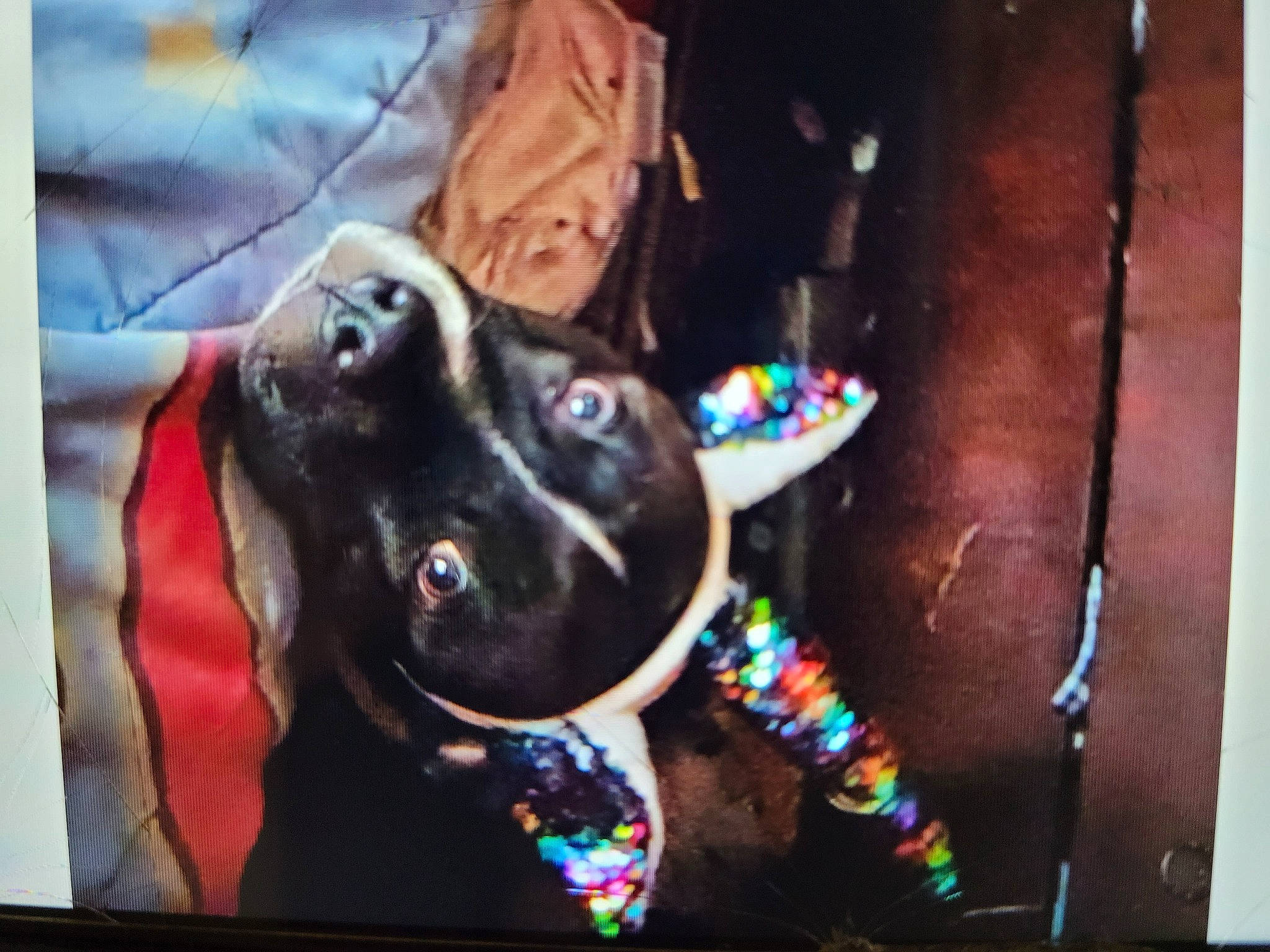 Molly is registered to the contest to win money with this photo: audio_equipment, auto_part, canidae, carnivore, circle, companion_dog, dog, dog_breed, dog_collar, eyewear, fashion_accessory, fawn, felidae, gadget, guard_dog, multimedia, sporting_group, vehicle_door, whiskers, working_animal