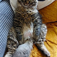 Whisky a rejoint le concours — aidez-le/la à gagner de superbes lots ! cat, tabby_cat, fluffy, sitting, indoor, couch, blanket, pillow, fur, tail, whiskers, pet, animal, relaxed, cozy, green_eyes, feline, home, resting, cute