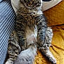 cat, tabby_cat, fluffy, sitting, indoor, couch, blanket, pillow, fur, tail, whiskers, pet, animal, relaxed, cozy, green_eyes, feline, home, resting, cute