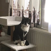 Princesse participe au concours pour gagner de l'argent avec cette photo : cat, tuxedo_cat, cat_tower, indoor, window, curtains, furniture, pet, animal, sitting, domestic_cat, cozy, natural_light, houseplant, radiator, decor, home, black_and_white, feline, quiet