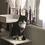 cat, tuxedo_cat, cat_tower, indoor, window, curtains, furniture, pet, animal, sitting, domestic_cat, cozy, natural_light, houseplant, radiator, decor, home, black_and_white, feline, quiet