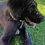 Rambo is registered to the contest to win money with this photo: animal, black_fur, canine, collar, cute, dog, fur, grass, greenery, leash, nature, outdoor, pet, playing, puppy, resting, shadow, sunlight, tongue_out, young_dog