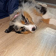 Vao a rejoint le concours — aidez-le/la à gagner de superbes lots ! dog, puppy, tricolor, fluffy, lying_down, sleepy, playful, cute, pet, animal, portrait, indoor, home, wood_floor, blue_clothing, black_white_brown, long_fur, face, nose, relaxed