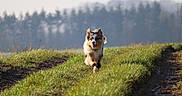 Vao participe au concours pour gagner de l'argent avec cette photo : dog, puppy, running, outdoors, grass, field, trail, nature, landscape, trees, blurred_background, long_hair, fluffy, happy, open_mouth, ears, animal, pet, adventure, sunlight