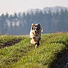 dog, puppy, running, outdoors, grass, field, trail, nature, landscape, trees, blurred_background, long_hair, fluffy, happy, open_mouth, ears, animal, pet, adventure, sunlight