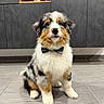 Vao a rejoint le concours — aidez-le/la à gagner de superbes lots ! puppy, dog, australian_shepherd, tricolor, fluffy, bow_tie, portrait, sitting, indoors, kitchen, tile_floor, cabinetry, black_white_brown, pet, cute, adorable, centered_composition, eye_contact, wooden_decoration, christmas_tree