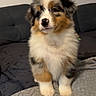 Vao participe au concours pour gagner de l'argent avec cette photo : puppy, dog, australian_shepherd, fluffy, tricolor, merle, sitting, portrait, pet, animal, canine, couch, blanket, indoors, home, cute, paws, face, fur, centered