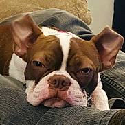 Sophiajane is registered to the contest to win money with this photo: dog, brown, white, resting, sleepy, closeup, ears, blanket, cozy, pet, animal, face, lying_down, indoor, cute, adorable, muzzle, expression, portrait, relaxed