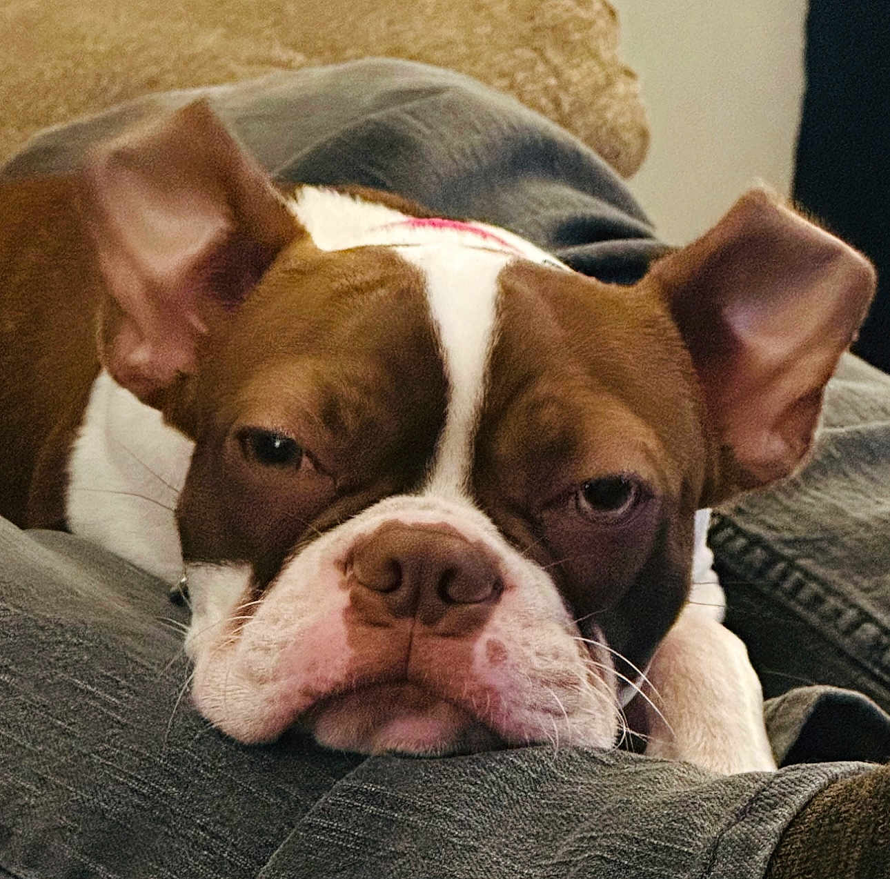 Sophiajane