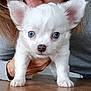 puppy, dog, white_fur, blue_eyes, ears, paws, person, hand, gray_sweater, wooden_table, pet, cute, animal, domestic_animal, indoor, close_up, fur, face, young, adorable
