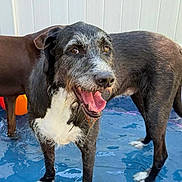 Edd joined the competition — help win amazing prizes! animal, backyard, ball, black_and_white_dog, brown_dog, canine, dog, fence, grass, happy_dog, kiddie_pool, outdoor, pet, play, scruffy_coat, summer, sunny, tongue_out, water, wet
