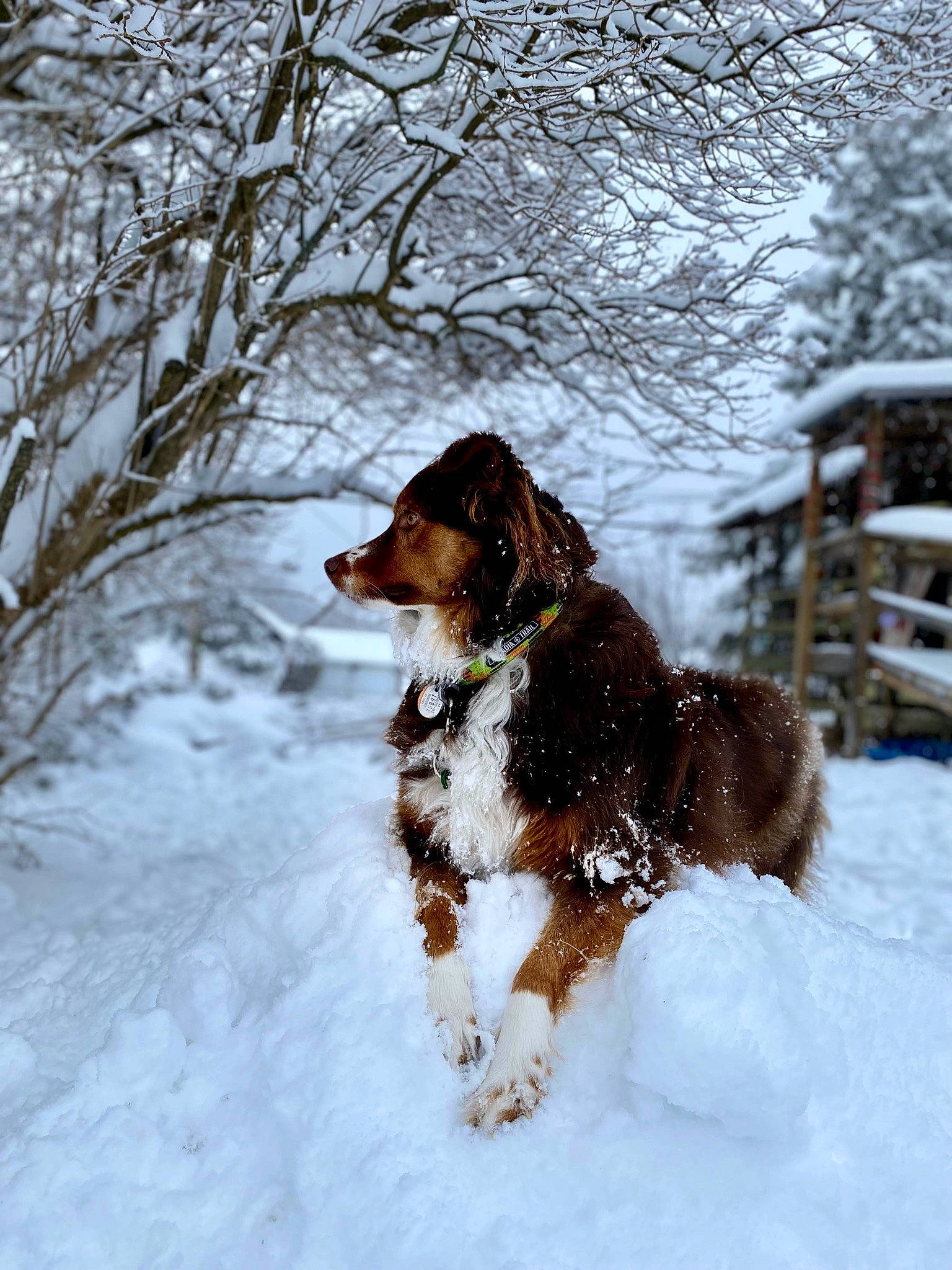 Lenny joined the competition — help win amazing prizes! canidae, carnivore, companion_dog, dog, dog_breed, dog_collar, fawn, freezing, fur, gun_dog, hound, liver, snout, snow, spaniel, sporting_group, tail, tree, winter, working_dog