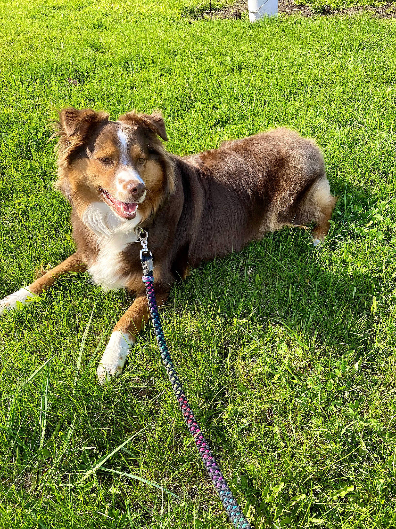 Lenny is registered to the contest to win money with this photo: canidae, carnivore, collar, companion_dog, dog, dog_breed, dog_collar, fawn, grass, grassland, herding_dog, lawn, leash, people_in_nature, plant, snout, sporting_group, tail, working_animal, working_dog