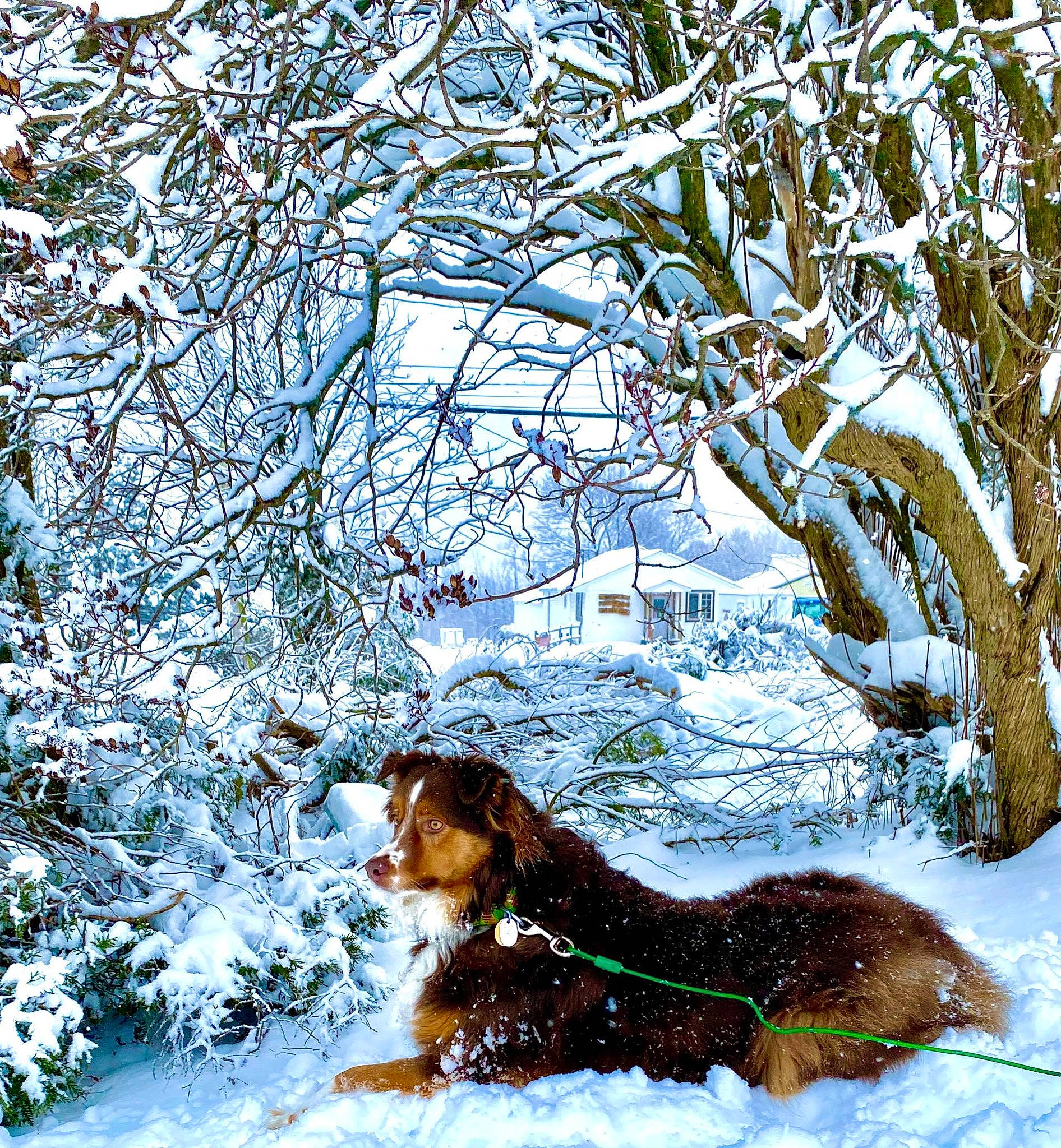 Lenny joined the competition — help win amazing prizes! art, branch, carnivore, dog, dog_breed, drawing, fawn, freezing, liver, natural_landscape, painting, people_in_nature, plant, snow, tail, tree, trunk, twig, winter, wood