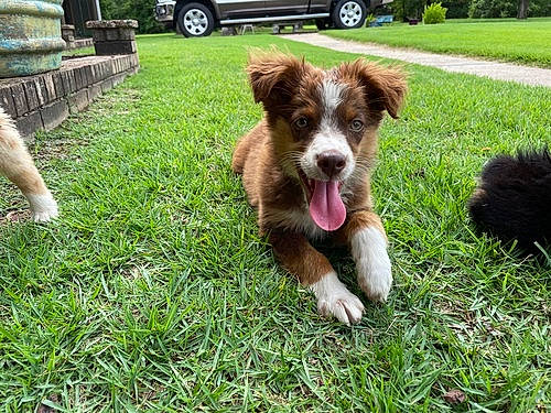 Lenny joined the competition — help win amazing prizes! automotive_tire, brittany, car, carnivore, companion_dog, dog, dog_breed, grass, groundcover, lawn, liver, miniature_australian_shepherd, plant, tail, tire, tree, van, vehicle, vehicle_registration_plate, wheel