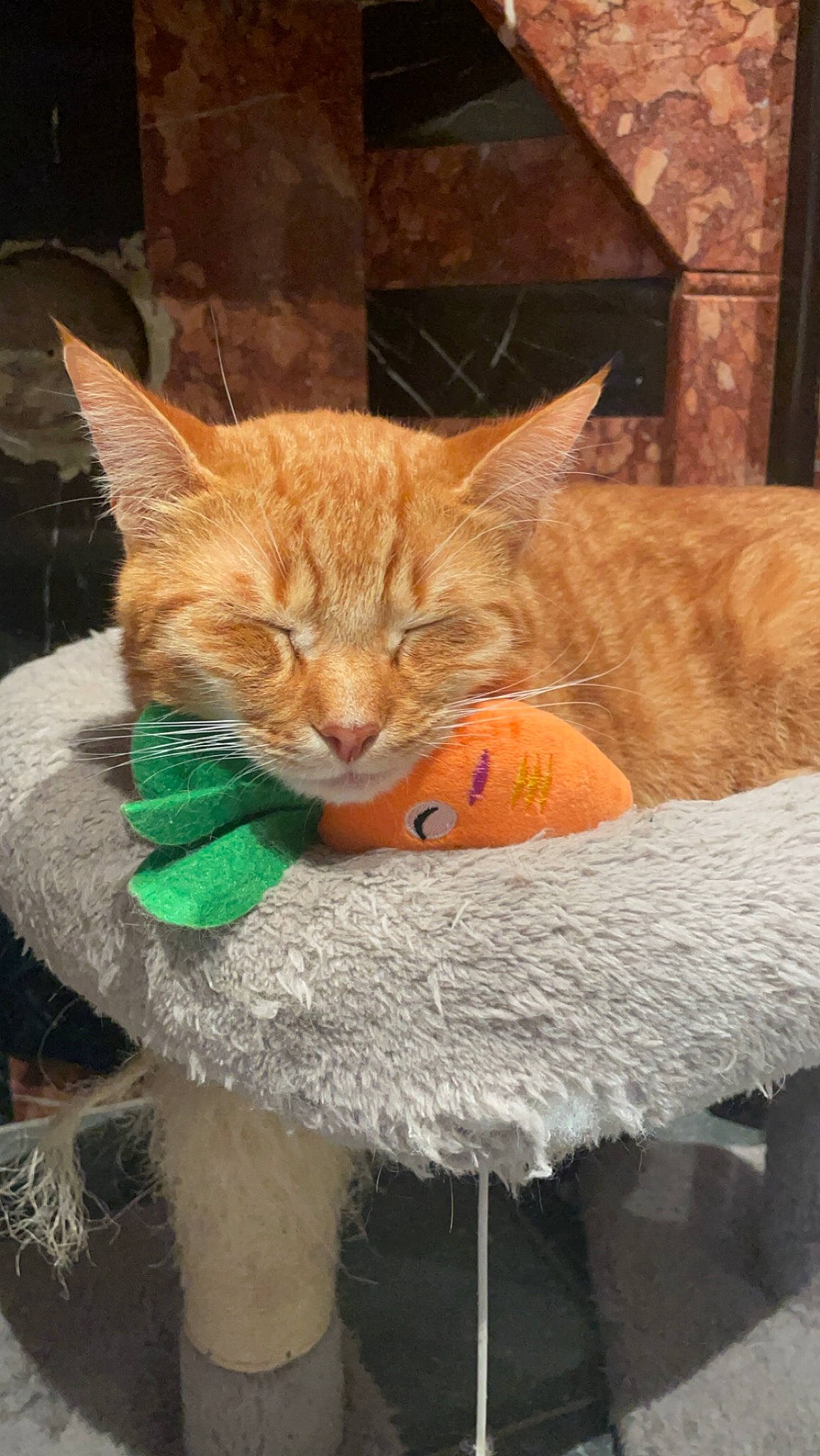 Tigrou participe au concours pour gagner de l'argent avec cette photo : carnivore, cat, cat_supply, claw, comfort, domestic_short_haired_cat, fashion_accessory, fawn, felidae, fur, peach, sitting, small_to_medium_sized_cats, snout, tail, terrestrial_animal, thread, whiskers, window, wood