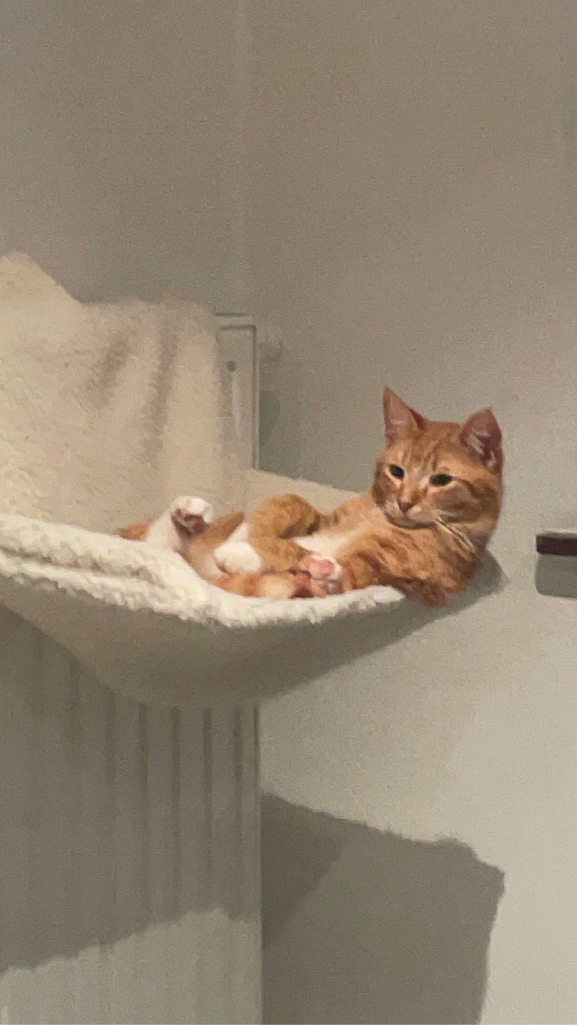 Tigrou a rejoint le concours — aidez-le/la à gagner de superbes lots ! carnivore, cat, cat_bed, cat_furniture, cat_supply, chair, comfort, domestic_short_haired_cat, fawn, felidae, flooring, fur, hardwood, pet_supply, small_to_medium_sized_cats, tail, tire, whiskers, window, wood