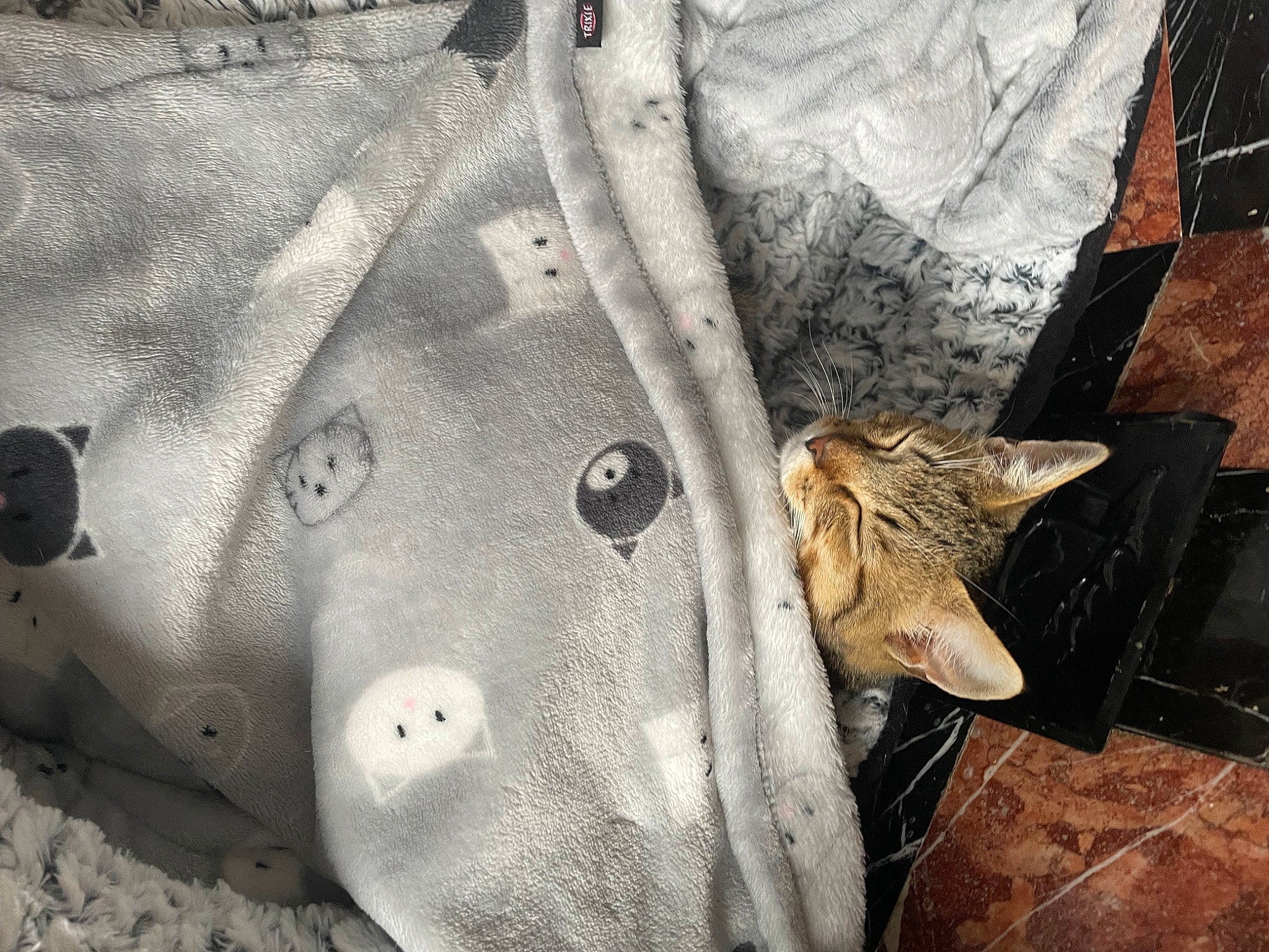 Bello participe au concours pour gagner de l'argent avec cette photo : fawn, felidae, fur, grey, illustration, linens, macro_photography, metal, organism, pattern, plant, small_to_medium_sized_cats, snout, still_life_photography, suidae, visual_arts, whiskers, wildlife, wood