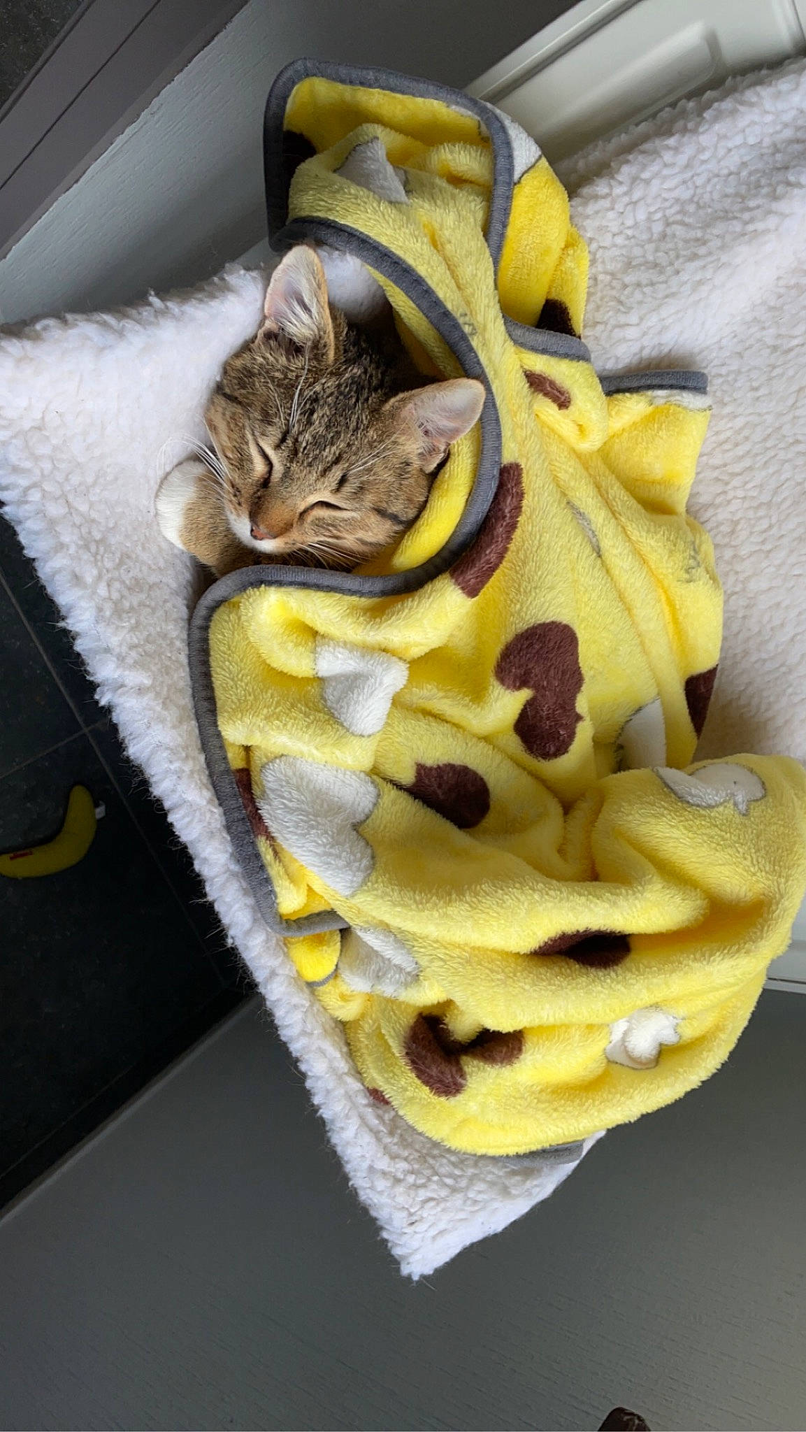 Bello participe au concours pour gagner de l'argent avec cette photo : bag, banana_family, carnivore, cat, comfort_food, domestic_short_haired_cat, fashion_accessory, felidae, fruit, fur, linens, pattern, peeps, plant, python, scarf, small_to_medium_sized_cats, stole, tree, whiskers