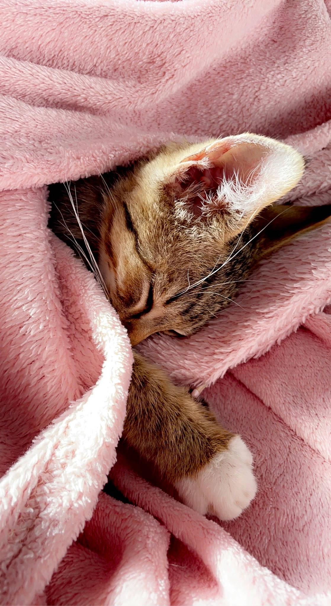 Bello a rejoint le concours — aidez-le/la à gagner de superbes lots ! carnivore, cat, claw, comfort, domestic_short_haired_cat, ear, felidae, fur, linens, liver, nap, paw, small_to_medium_sized_cats, snout, whiskers