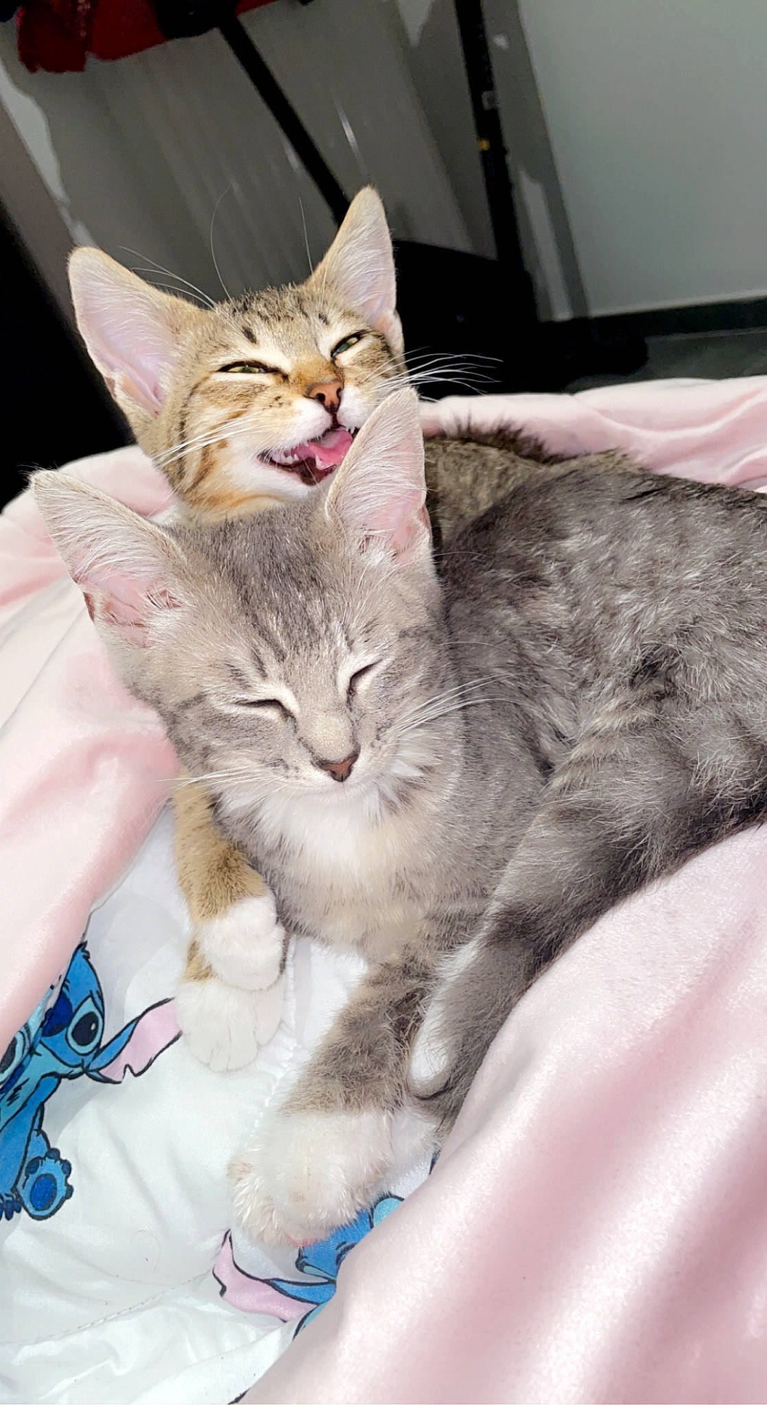 Bello participe au concours pour gagner de l'argent avec cette photo : carnivore, cat, claw, comfort, domestic_short_haired_cat, felidae, fur, linens, paw, small_to_medium_sized_cats, tail, whiskers