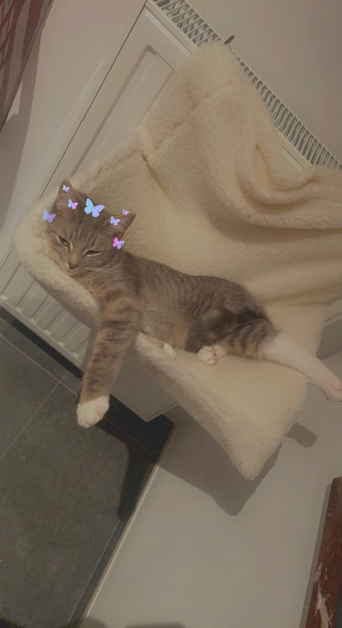 Gri-gri a rejoint le concours — aidez-le/la à gagner de superbes lots ! bed, carnivore, cat, comfort, domestic_short_haired_cat, fawn, felidae, fur, grey, hardwood, human_leg, linens, paper, paw, plant, room, small_to_medium_sized_cats, tail, whiskers, wood