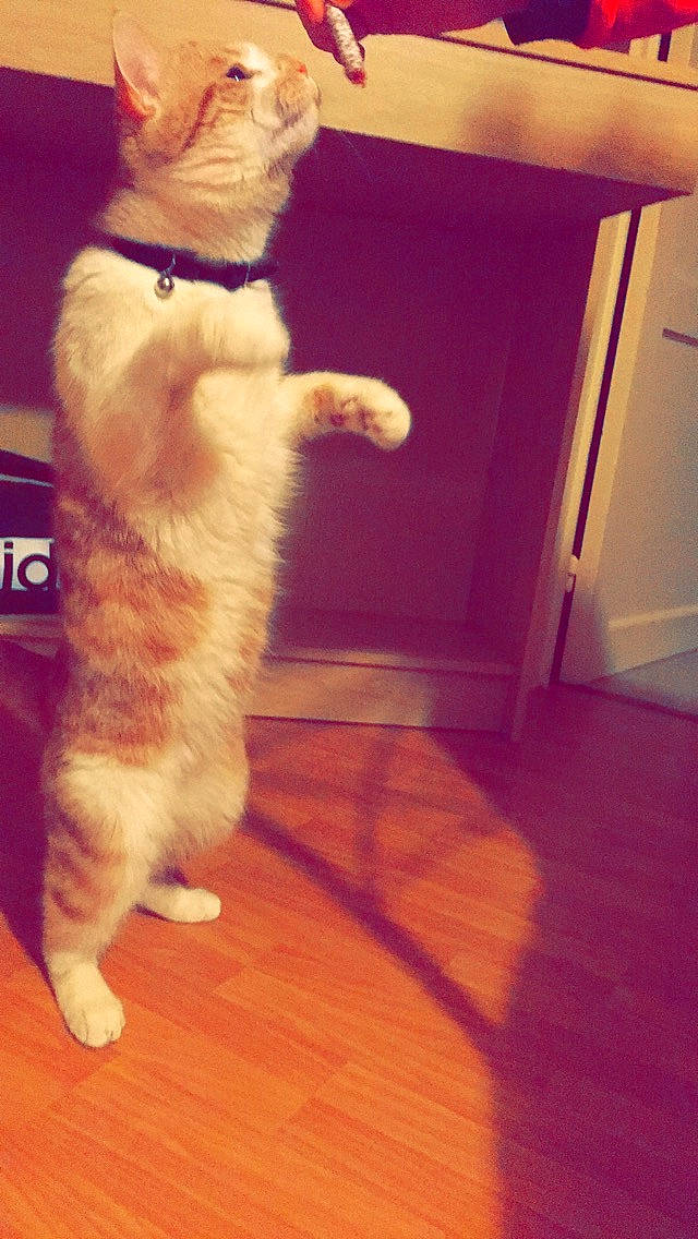 Théodore participe au concours pour gagner de l'argent avec cette photo : carnivore, cat, companion_dog, domestic_short_haired_cat, fawn, felidae, floor, flooring, fur, hardwood, laminate_flooring, leg, paw, small_to_medium_sized_cats, snout, tail, whiskers, wood, wood_flooring, wood_stain