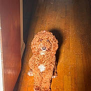 Coco is registered to the contest to win money with this photo: dog, curly_fur, brown_fur, white_patch, wooden_floor, indoor, pet, animal, sitting, cute, fur, canine, companion, portrait, flooring, home, light, shadow, waiting, friendly