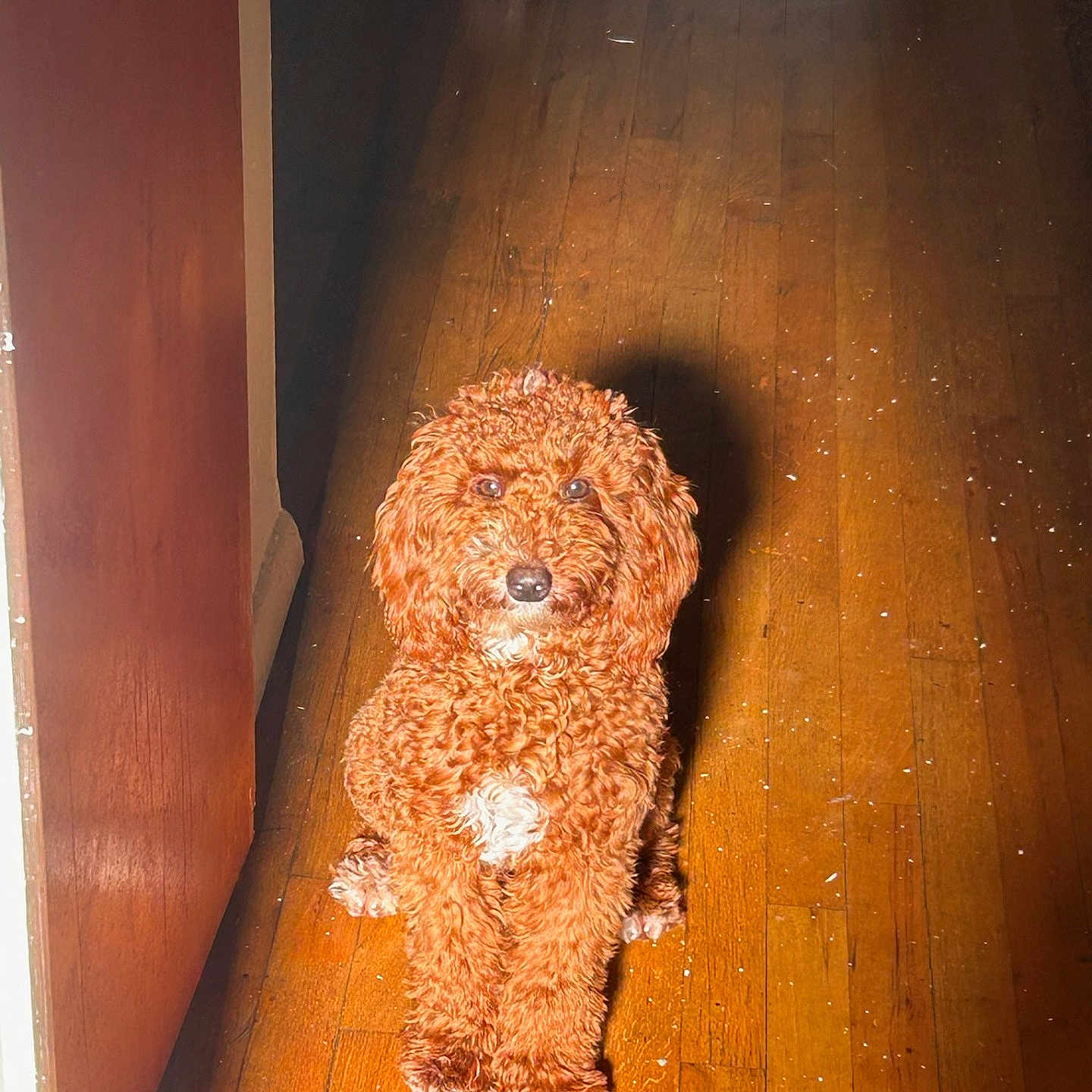 Coco is registered to the contest to win money with this photo: animal, brown_fur, canine, companion, curly_fur, cute, dog, flooring, friendly, fur, home, indoor, light, pet, portrait, shadow, sitting, waiting, white_patch, wooden_floor