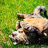 animal, cat, cute, daylight, domestic_animal, fluffy, fur, grass, greenery, mammal, nature, outdoor, pet, playful, relaxing, rolling, sunlight, sunny, tabby_cat, tail