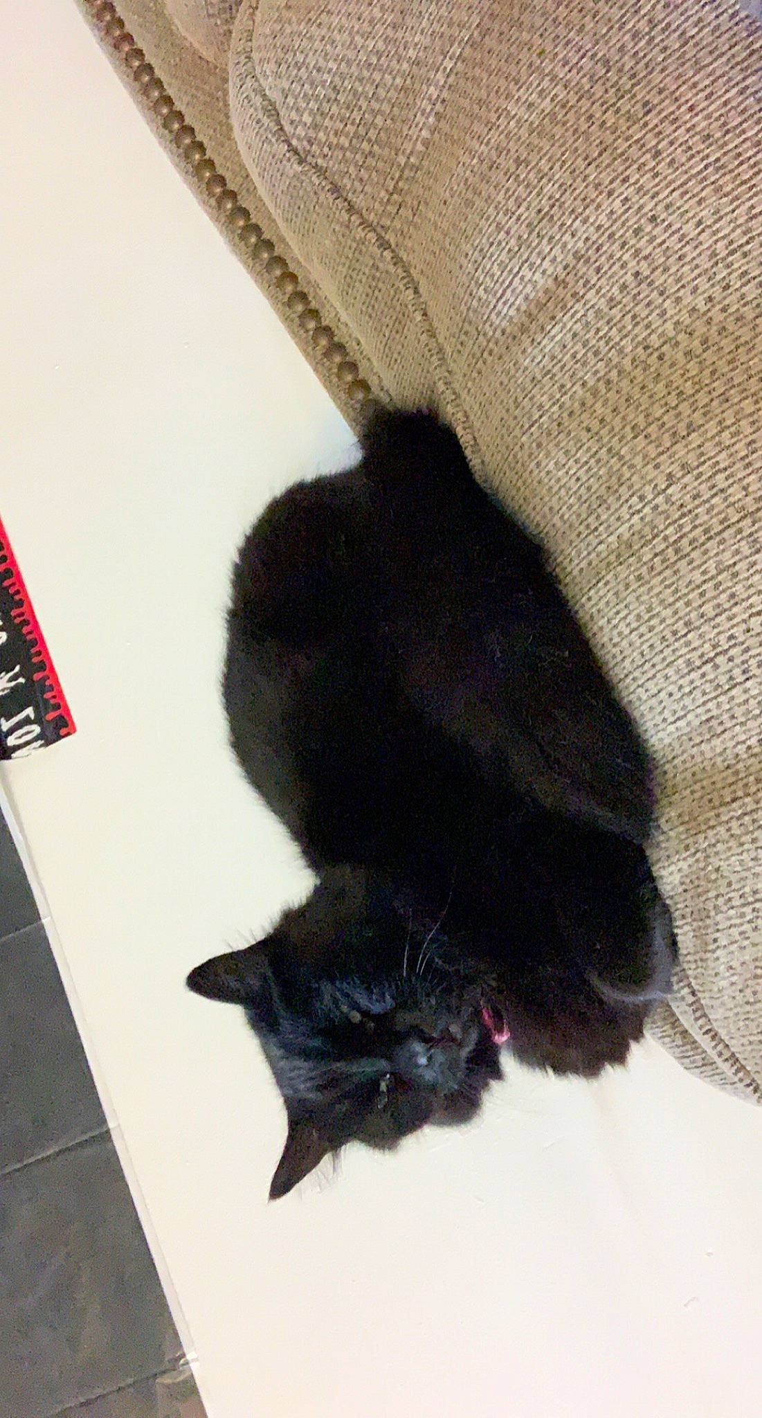 Kitten is registered to the contest to win money with this photo: black_cat, bombay, carmine, carnivore, cat, claw, dog_breed, domestic_short_haired_cat, felidae, flooring, foot, fur, paw, remote_control, small_to_medium_sized_cats, snout, tail, whiskers, woven_fabric