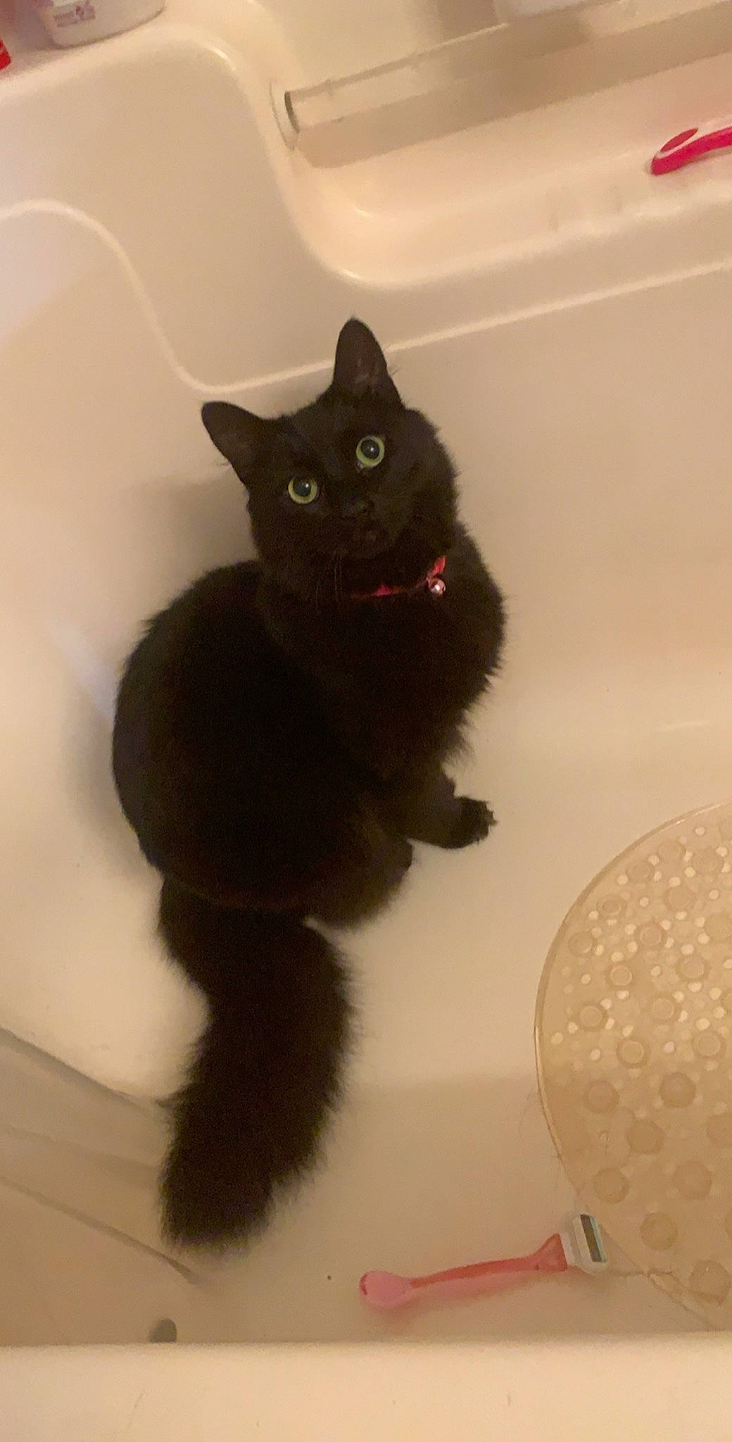 Kitten joined the competition — help win amazing prizes! black_cat, canidae, carnivore, cat, cat_supply, circle, claw, dog_breed, domestic_short_haired_cat, fawn, felidae, flooring, fur, paw, room, small_to_medium_sized_cats, snout, tail, whiskers, window