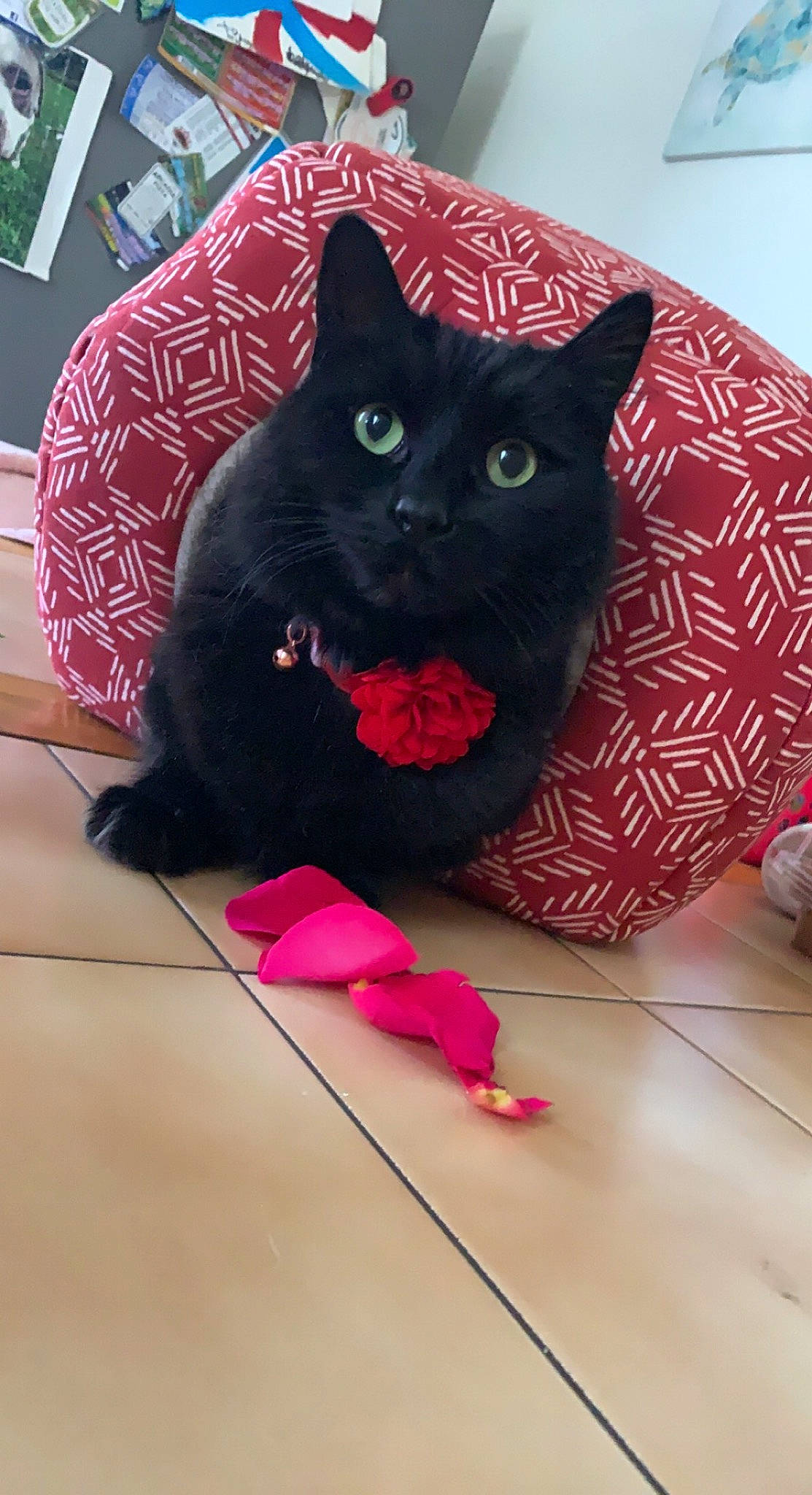 Kitten is registered to the contest to win money with this photo: black_cat, bombay, carnivore, cat, cat_toy, comfort, domestic_short_haired_cat, felidae, floor, flooring, fur, magenta, mammal, pattern, pink, small_to_medium_sized_cats, snout, tail, vertebrate, whiskers